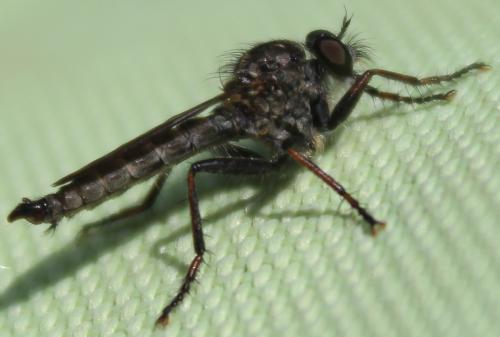 Réf. 315 886 : Tolmerus atricapillus